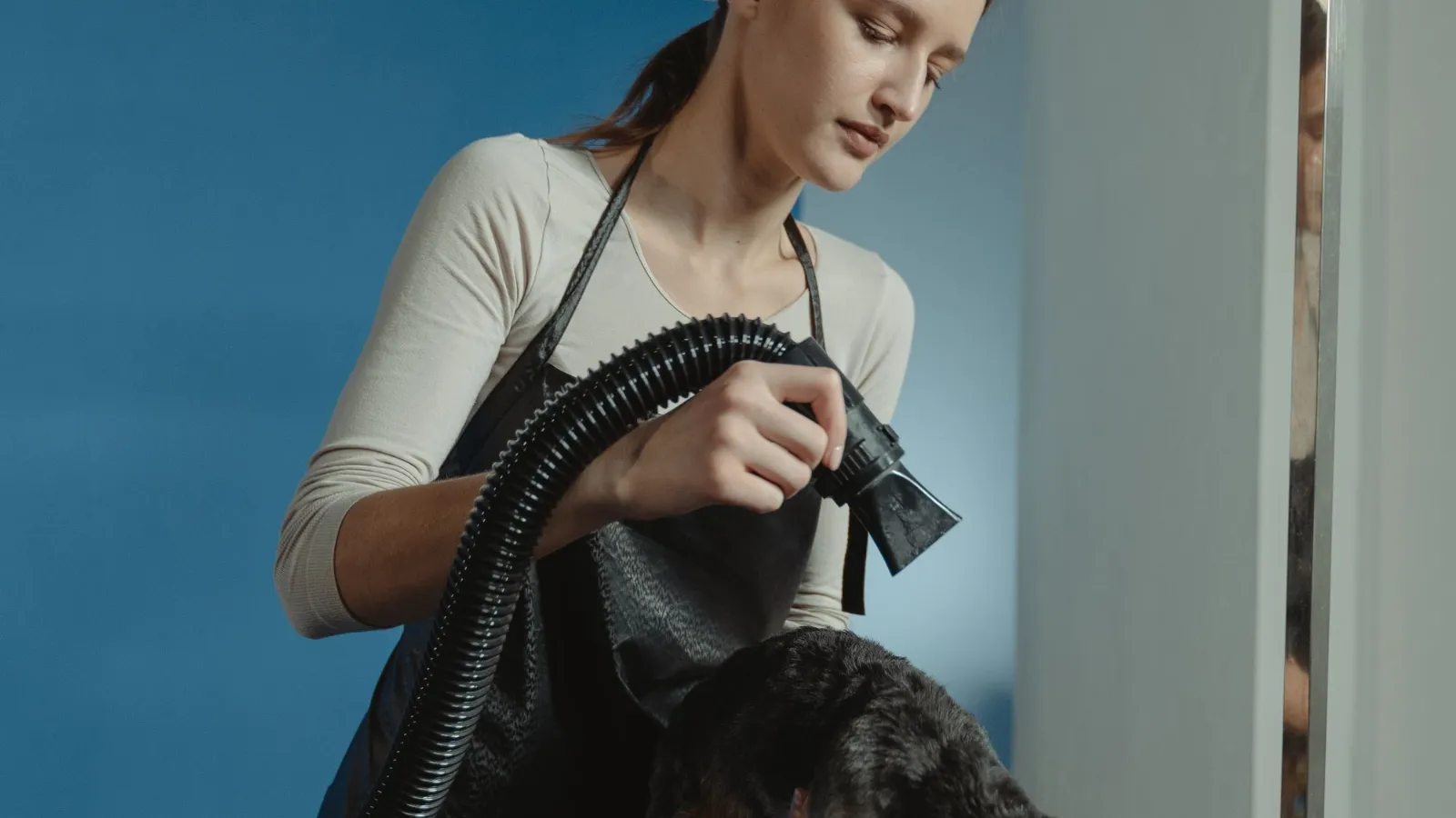 How to Start a Mobile Dog Grooming Business in North Carolina